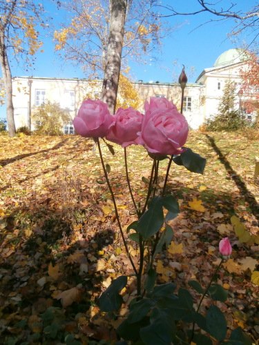 Розы в октябре