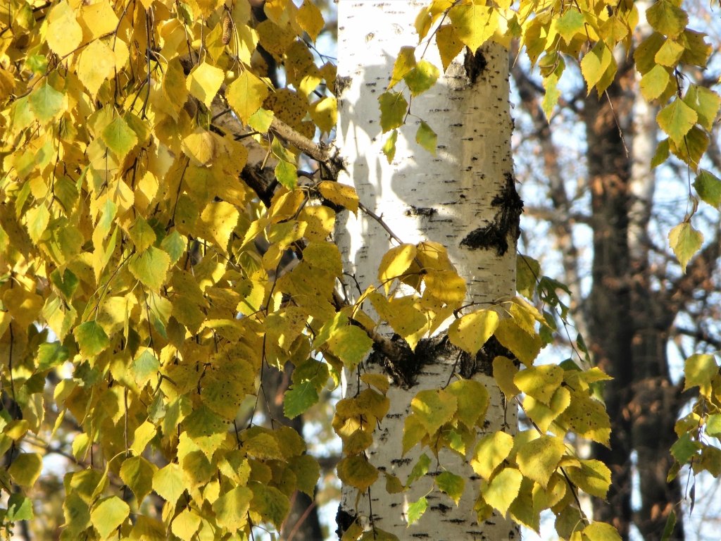 Березка пожелтела. Береза желтая (Betula costata). Желтая береза Канада. Береза осень. Лист березы желтый.