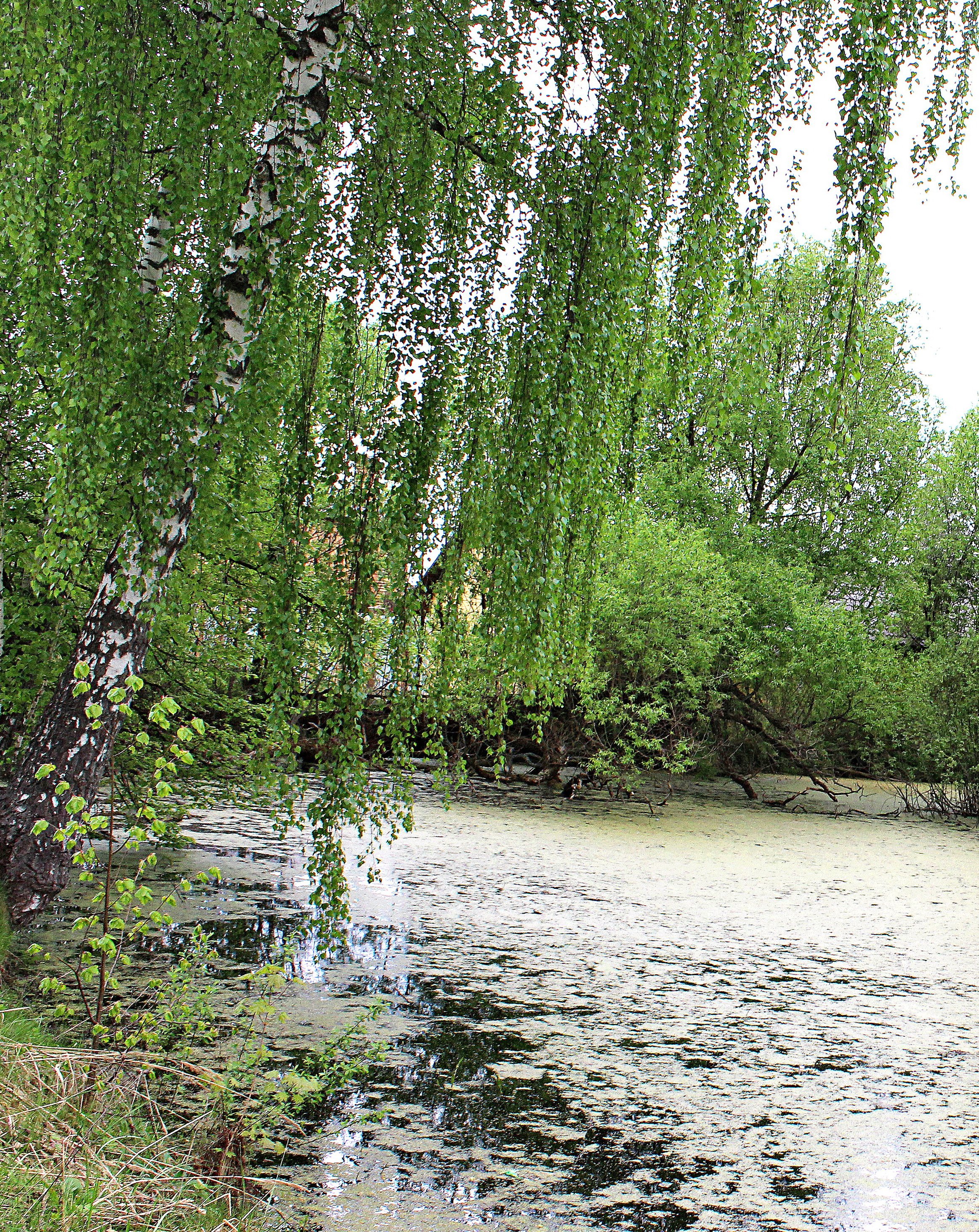 Река берёза Тверская область