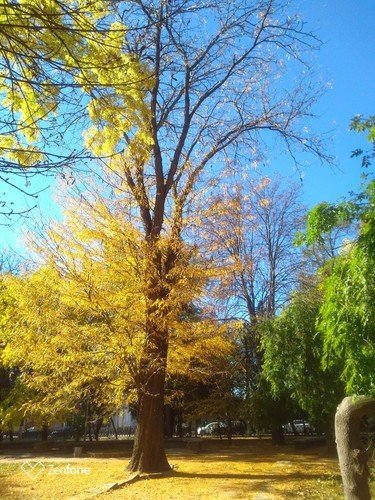 Осеннее древо