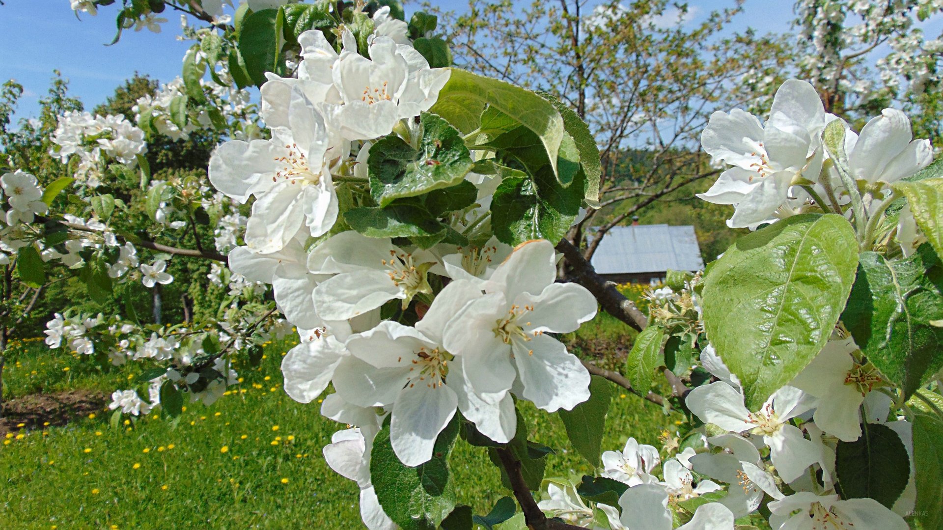 Яблоня мартовское фото
