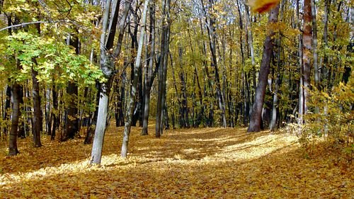 Ковер из желтых листьев в парке