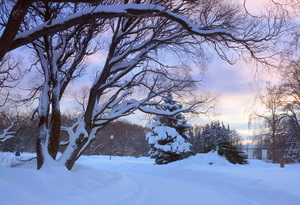 Зима в ботаническом саду
