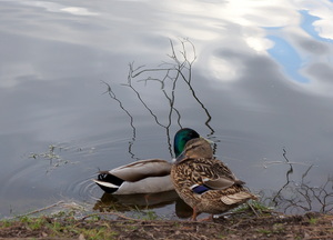 Пришла весна...