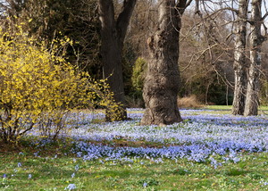 Пришла пора цветения...