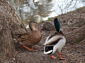 Весна в ботаническом саду