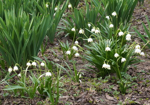 Первоцветы