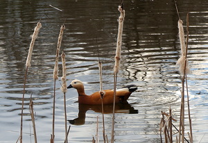 Появились огари...