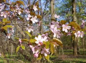 Пора цветения