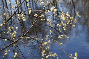 Пушистики над водой...