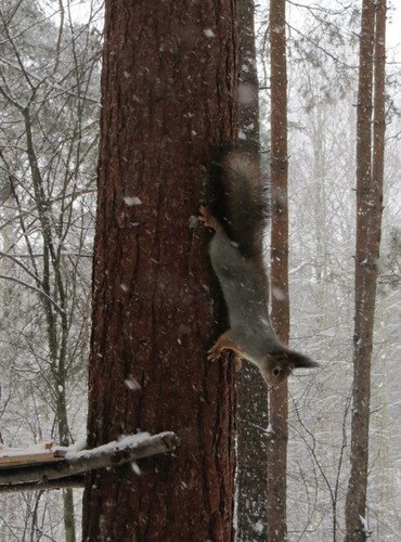 Гимнастка