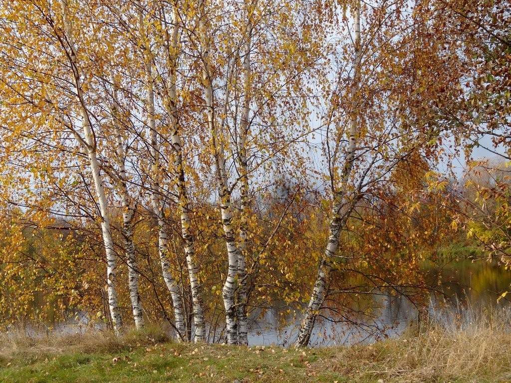 Осенняя Береза Фото