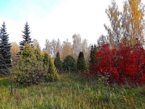 В осеннем парке