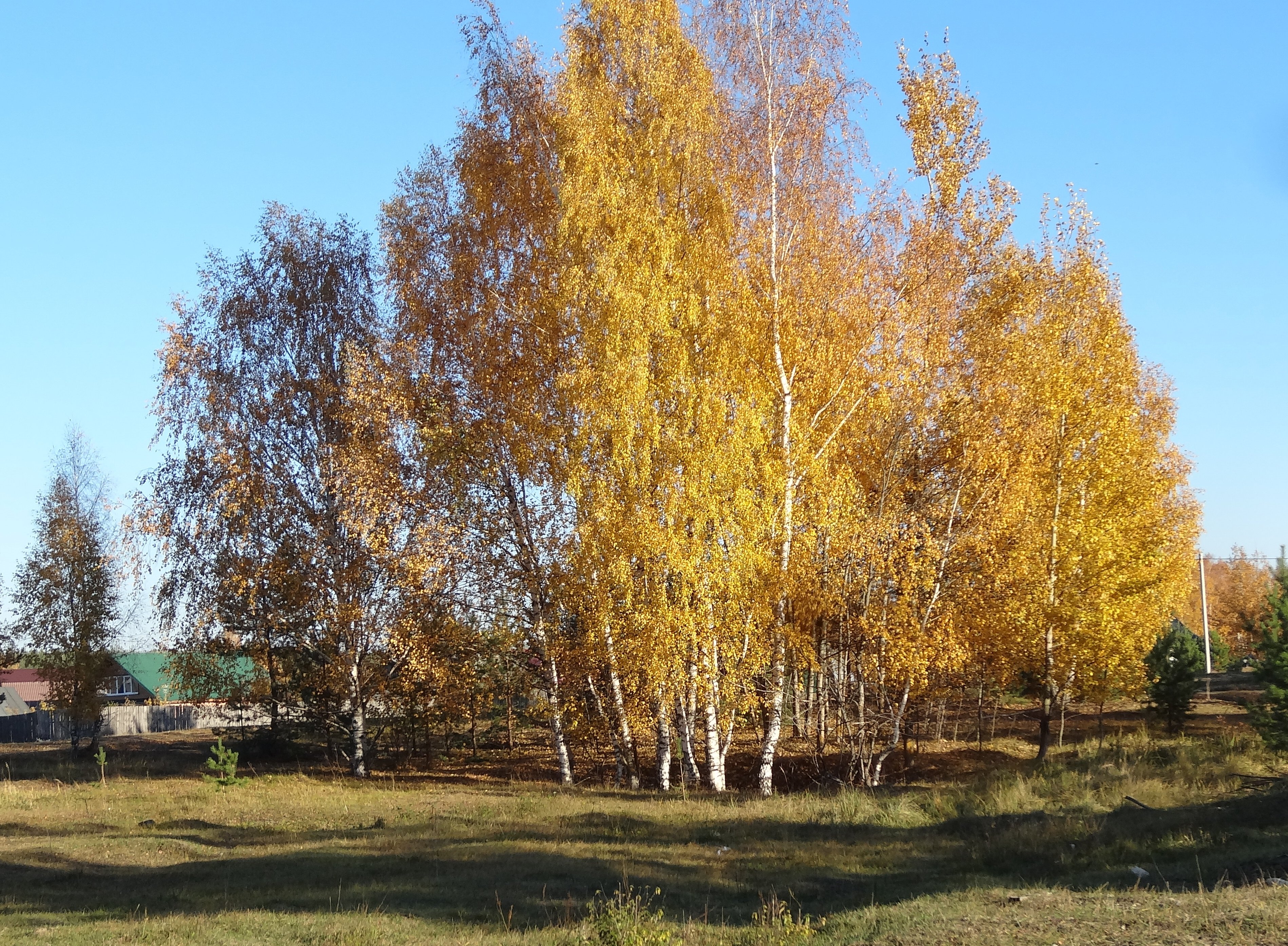 Береза повислая осенью