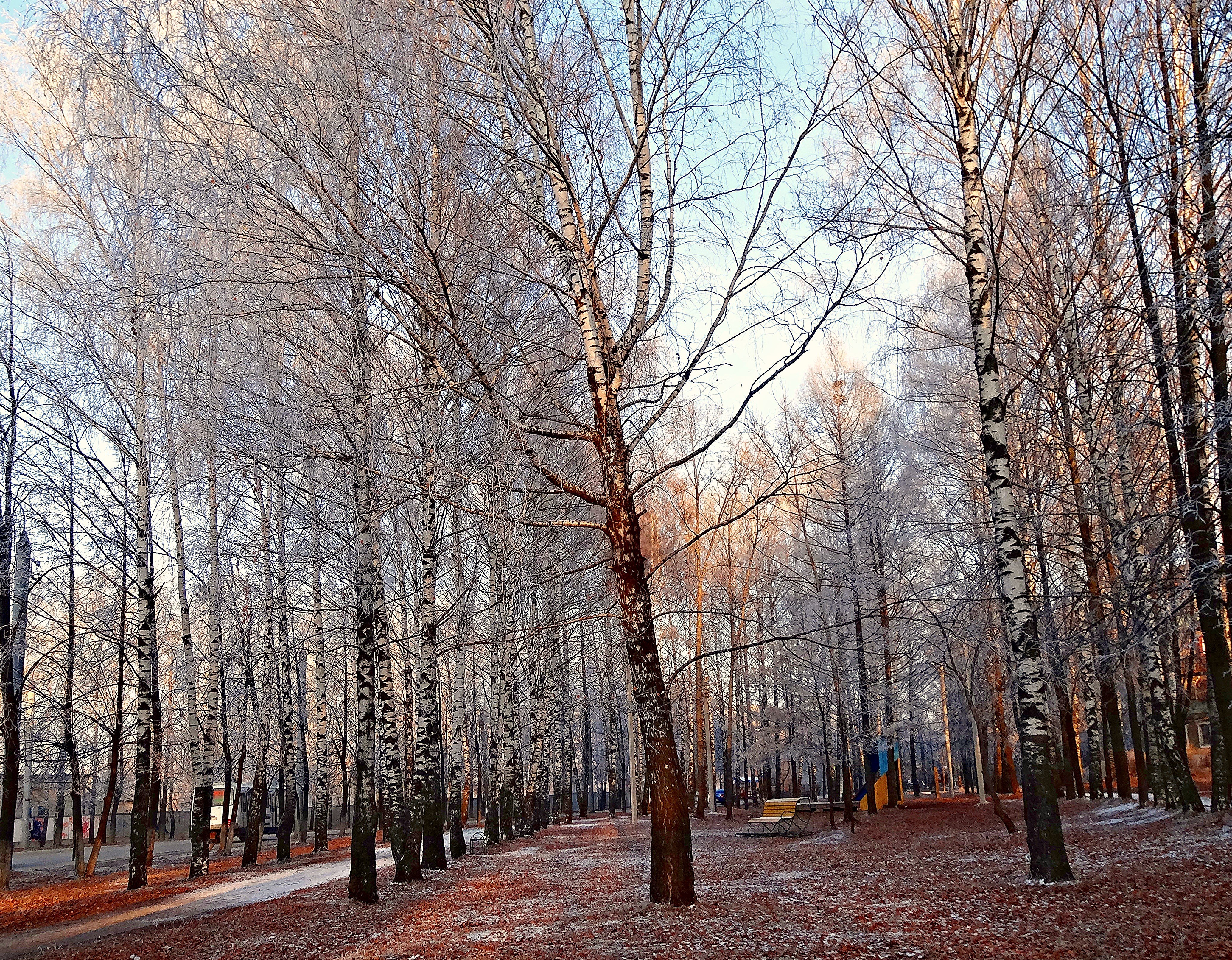 Новое в ноябре. Деревья в ноябре. Зима без снега. Парк в конце ноября. Парк в ноябре картинки.