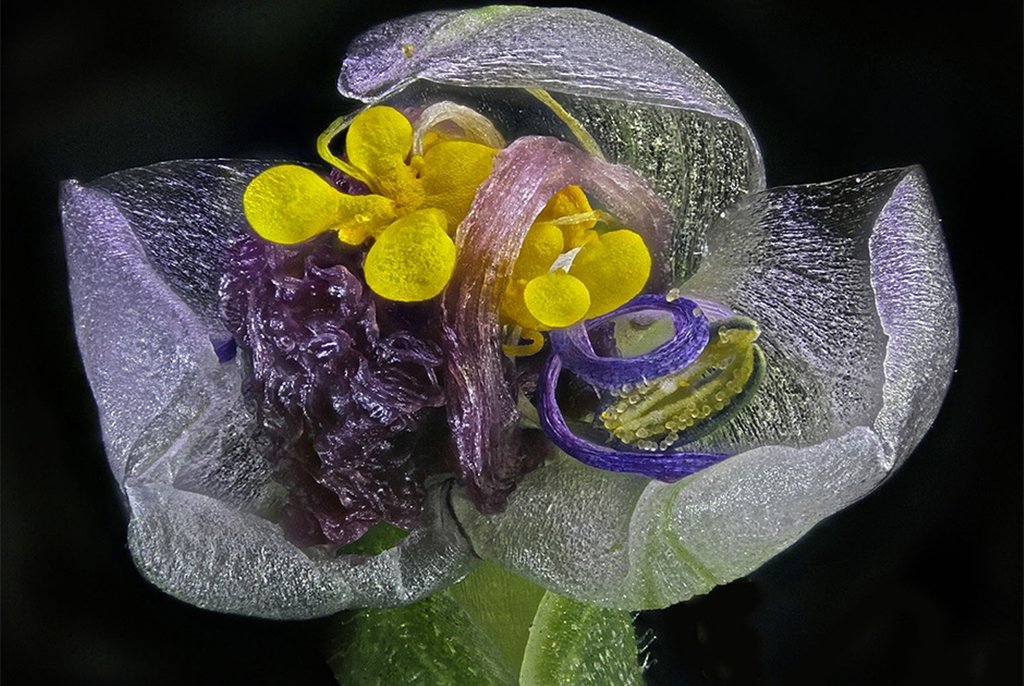 Увядший цветок, увеличенный в четыре раза (без учета увеличения окуляра). Йехуд, Израиль. Фото Samuel Silberman(...из интернета)  