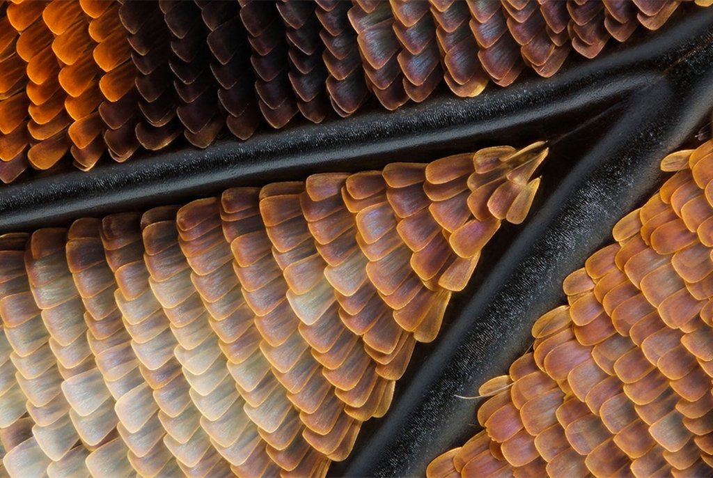 Чешуйки на крыле императорской бабочки (Charaxes sp), увеличенные в 10 раз (без учета увеличения окуляра). Иссакуа, штат Вашингтон (США).  Фото Charles Krebs (...из интернета) 