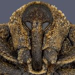 Долгоносик Sternochetus mangiferae, занявший 18-е место. Южный Перт, Австралия. Фото Pia Scanlon(...из интернета) 