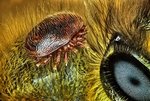 Клещ Varroa destructor на медоносной пчеле Apis mellifera. Остров Реюньон, Франция. Фото Antoine Franck(...из интернета)   