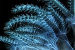 Морские желуди Balanus glandula, увеличенные в пять раз (без учета увеличения окуляра). Фотография заняла 13-е место. Иссакуа, штат Вашингтон (США).Фото Charles Krebs(...из интернета) 