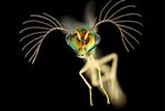 Самец осы с Фиджи, увеличенный в четыре раза (без учета увеличения окуляра микроскопа). Аделаида, Австралия. Фото James Dorey(...из интернета)  