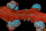 Сорус папоротника, образующий и содержащий споры Делта. Британская Колумбия, Канада.  Фото Waldo Nell (...из интернета) 
