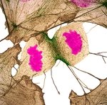 Человеческие фибробласты (клетки соединительной ткани) в момент деления. Фотография заняла 11-е место. Нашвилл, штат Теннесси (США). Фото Dr. Dylan Burnette (...из интернета) 
