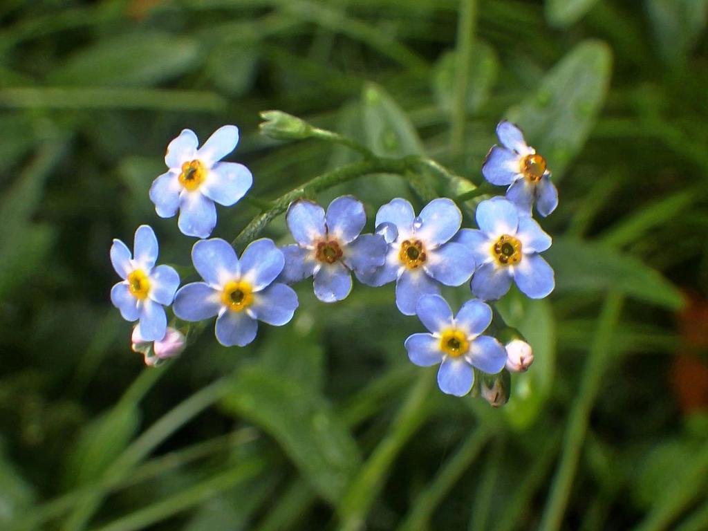 Незабудка Полевая (Myosotis arvensis). Незабудка Полевая сорняк. Цветок похожий на незабудку полевую.