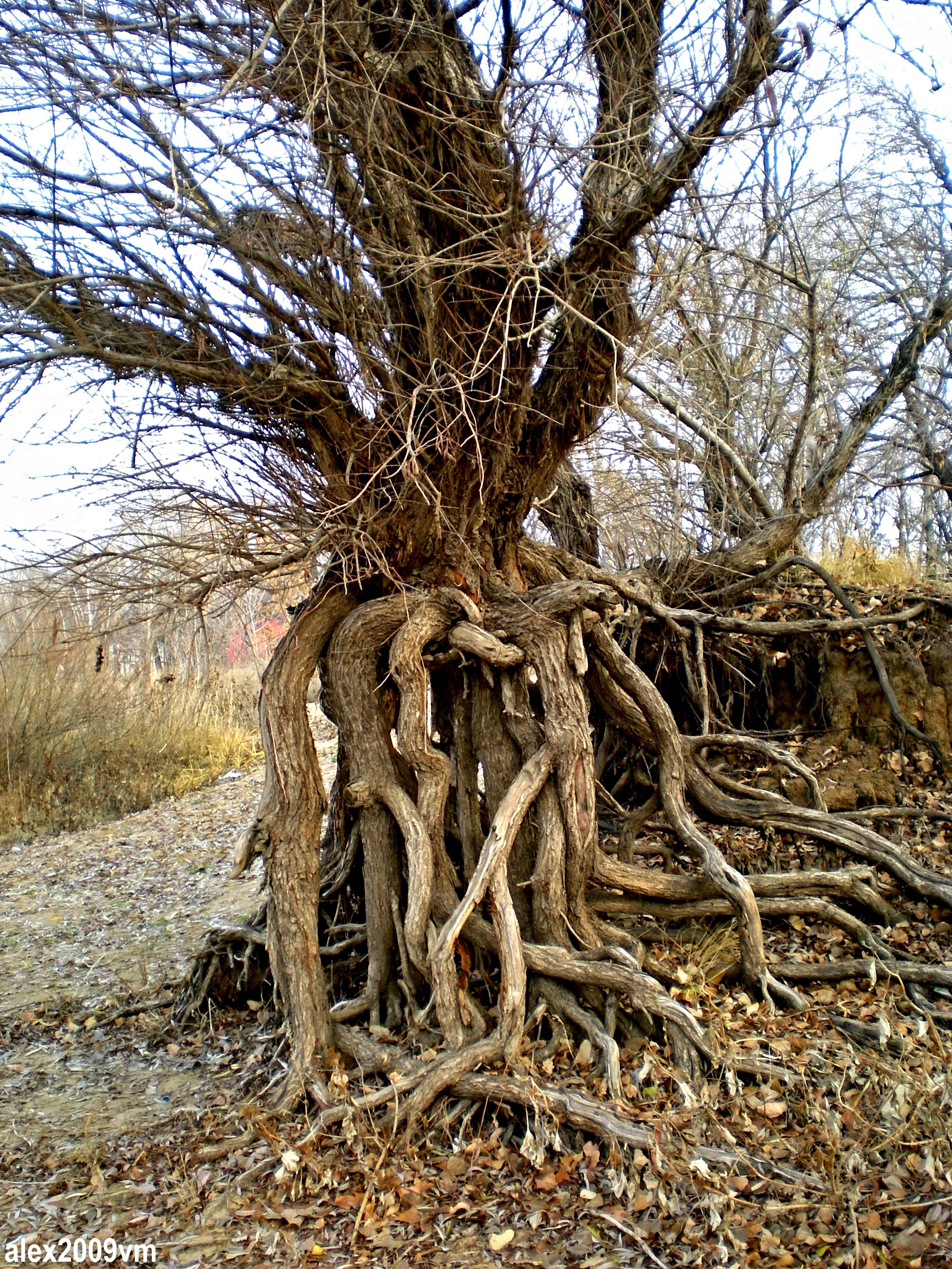 Корни фото. Корни. Корень. Фотосессия в корнях деревьев. Два дерева с корнями.