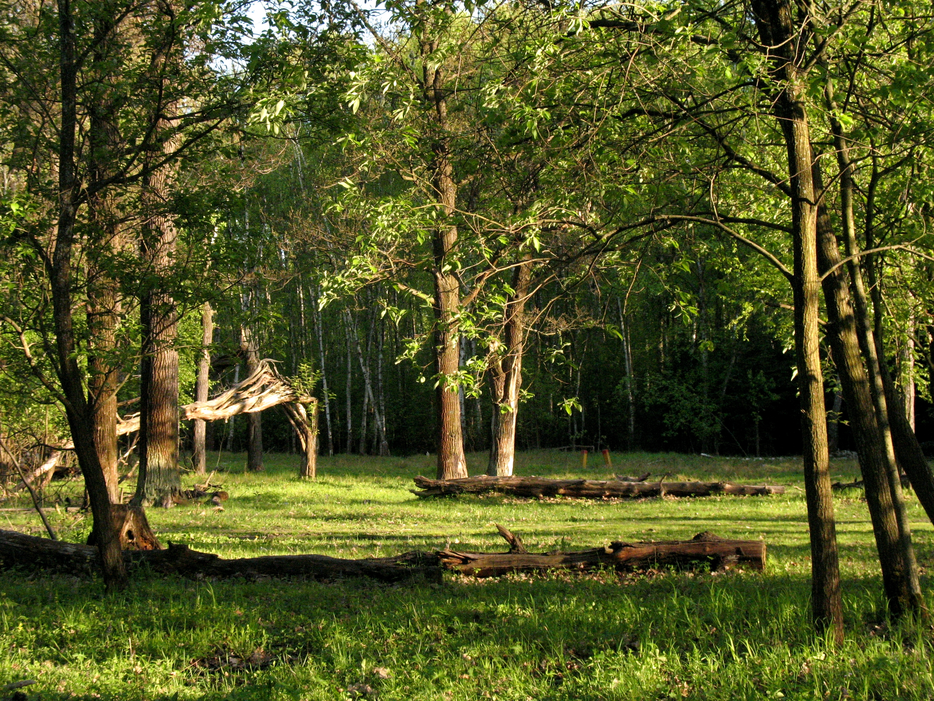 Химкинский лес. Лес картинки.