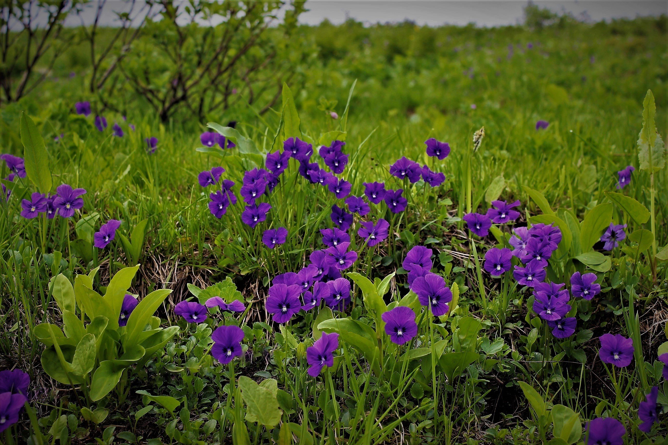 Поляна лесных фиалок