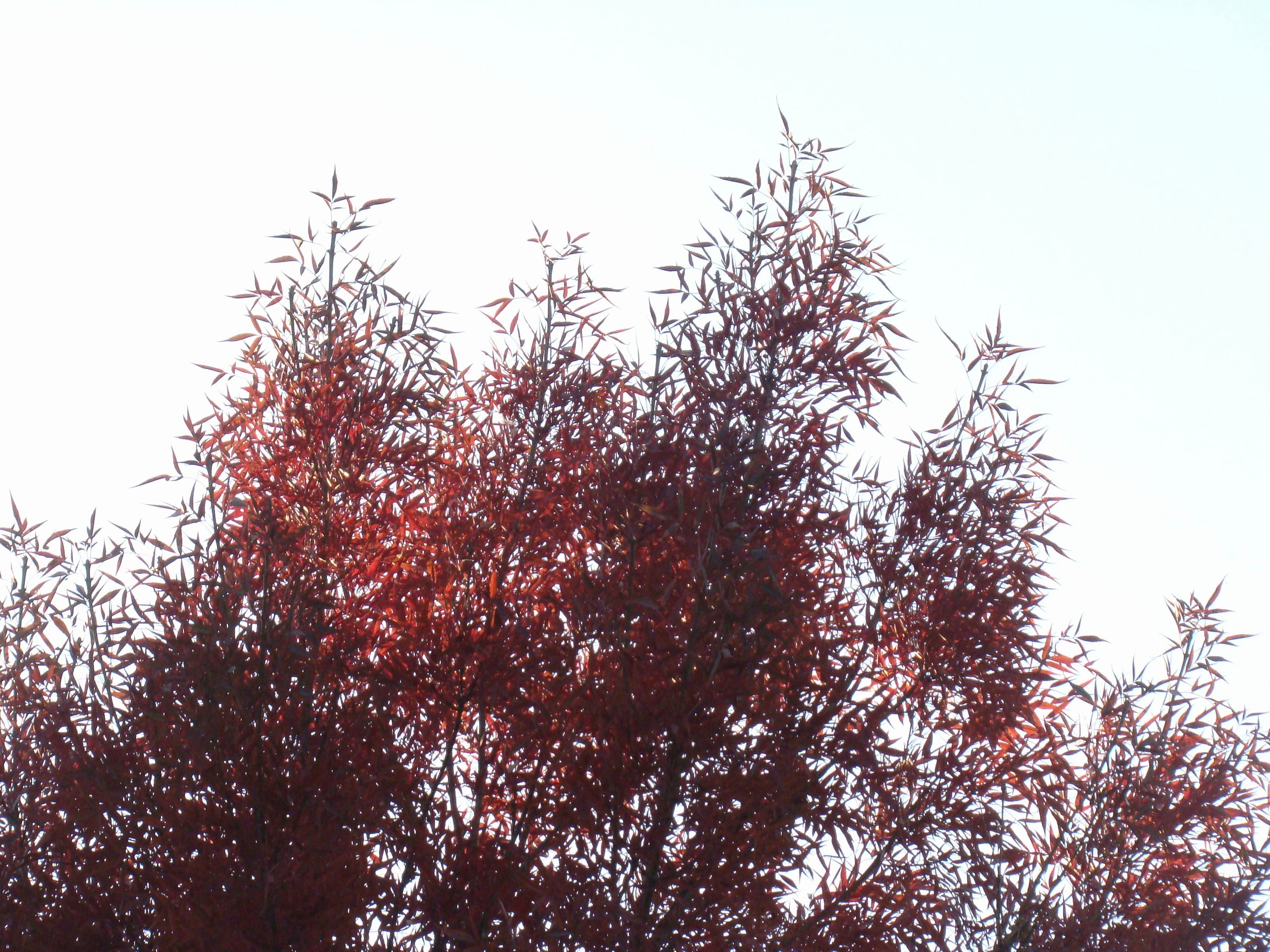береза с красными листьями фото и названия