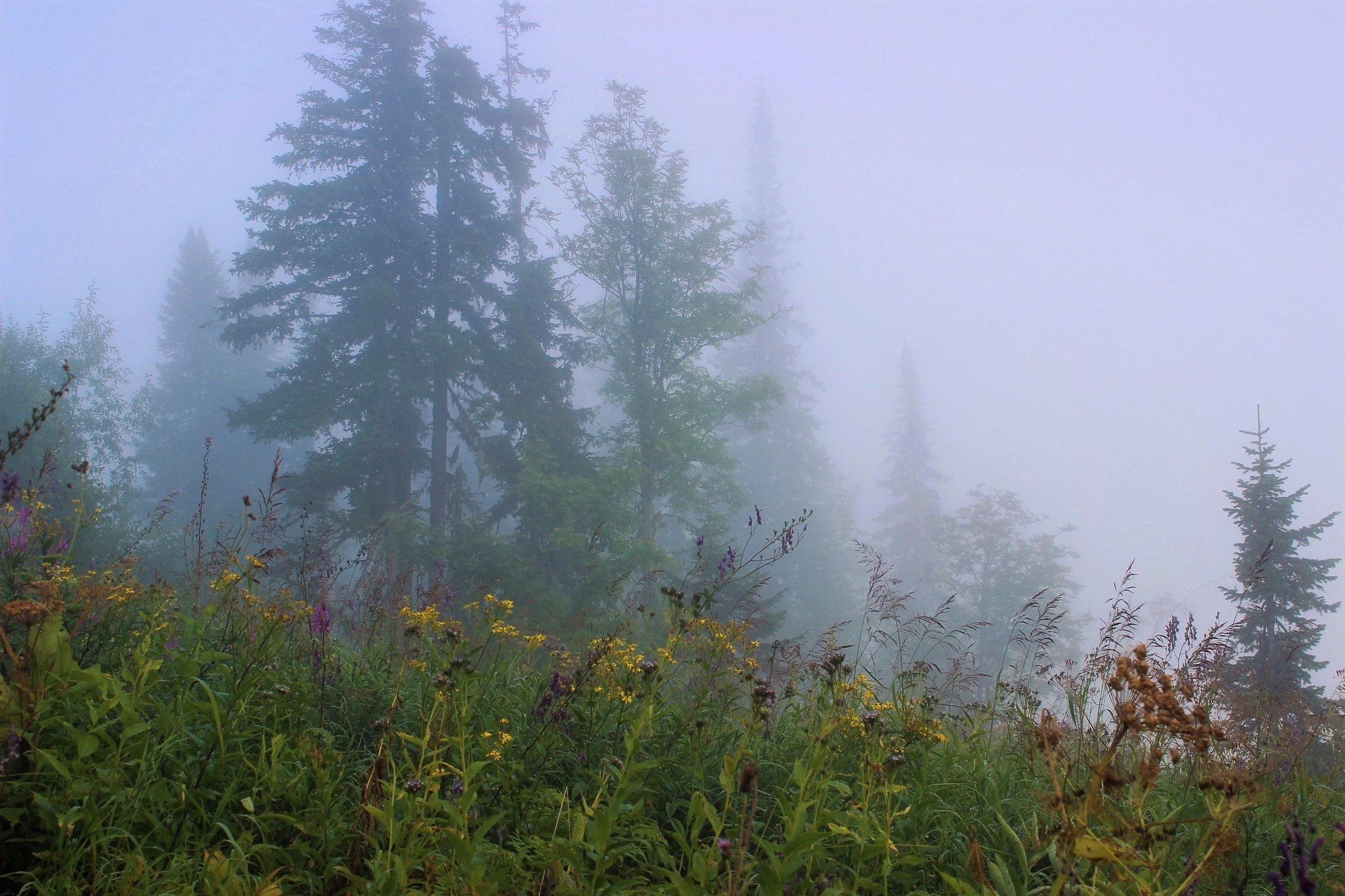 Лес окутан туманным утром