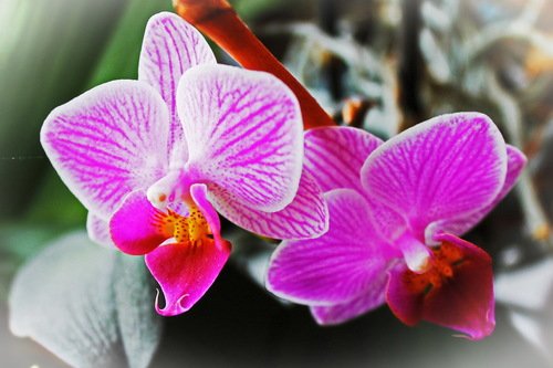 мир орхидей