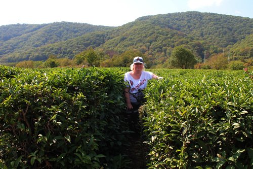 чайные плантации Краснодарского края