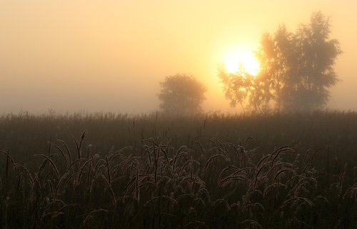 туманное летнее утро