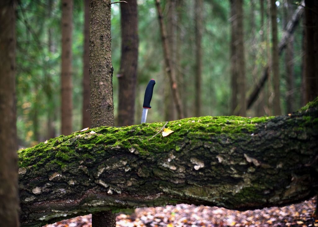 Лес по другому как называют. Jims Forest friend.