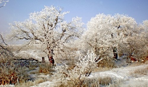 Полоса деревьев в степи