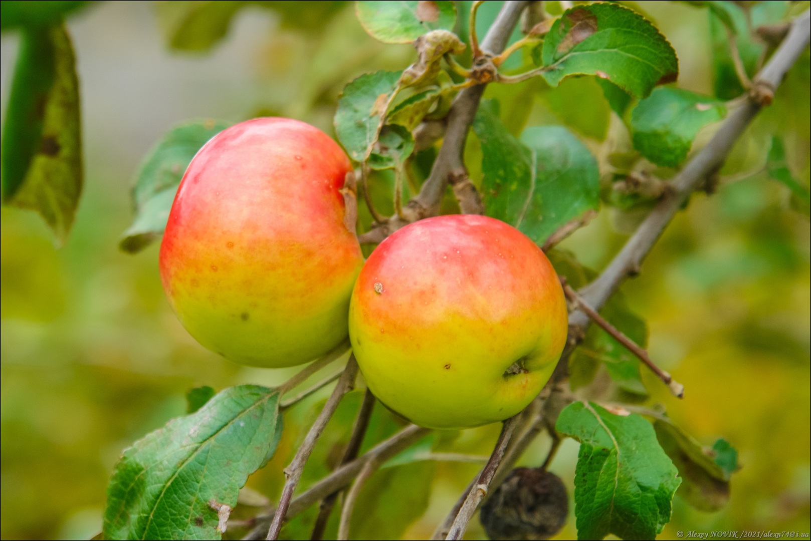 орловские сорта яблонь фото