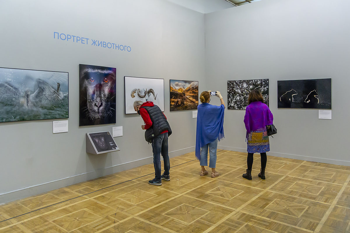 Выставка Золотая черепаха. Фотосессия в музее. Выставка в музее. Музей фотографии.