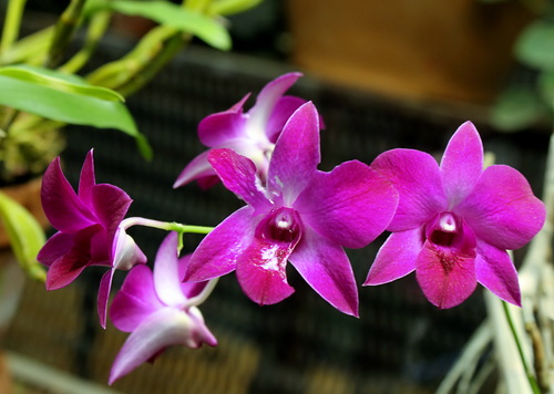 этюд с  тропическим цветочком из аптекарского огорода