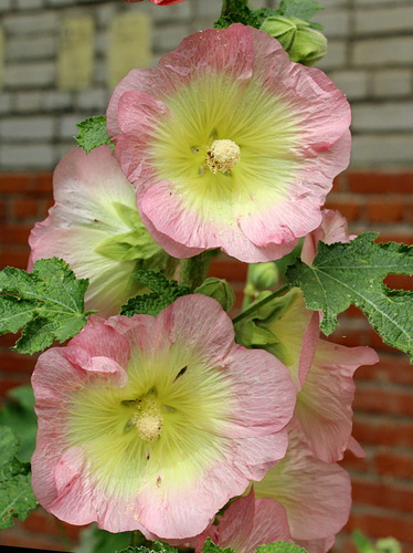 нежный этюд с мальвой