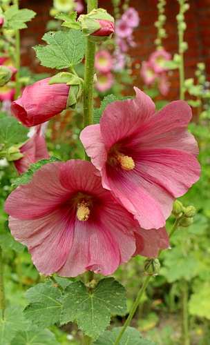 розовая мальва