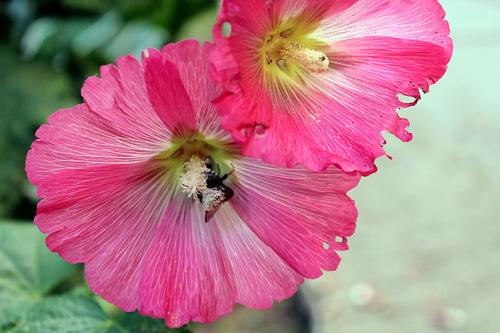 летний этюд