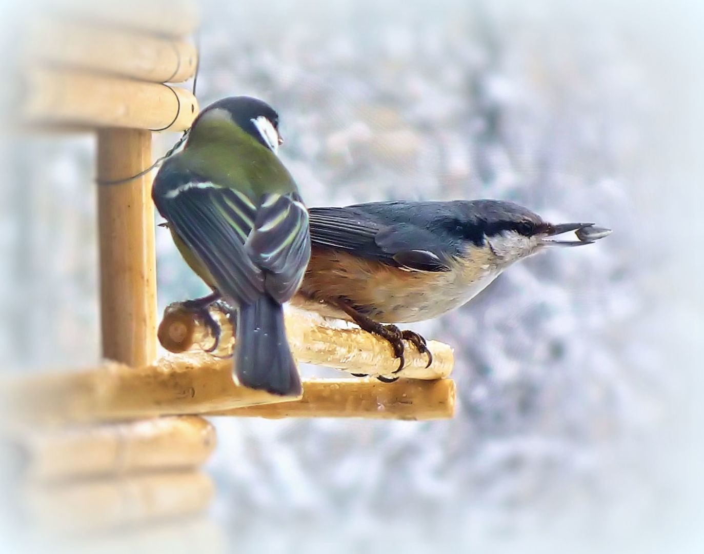 Голодные птицы зимой