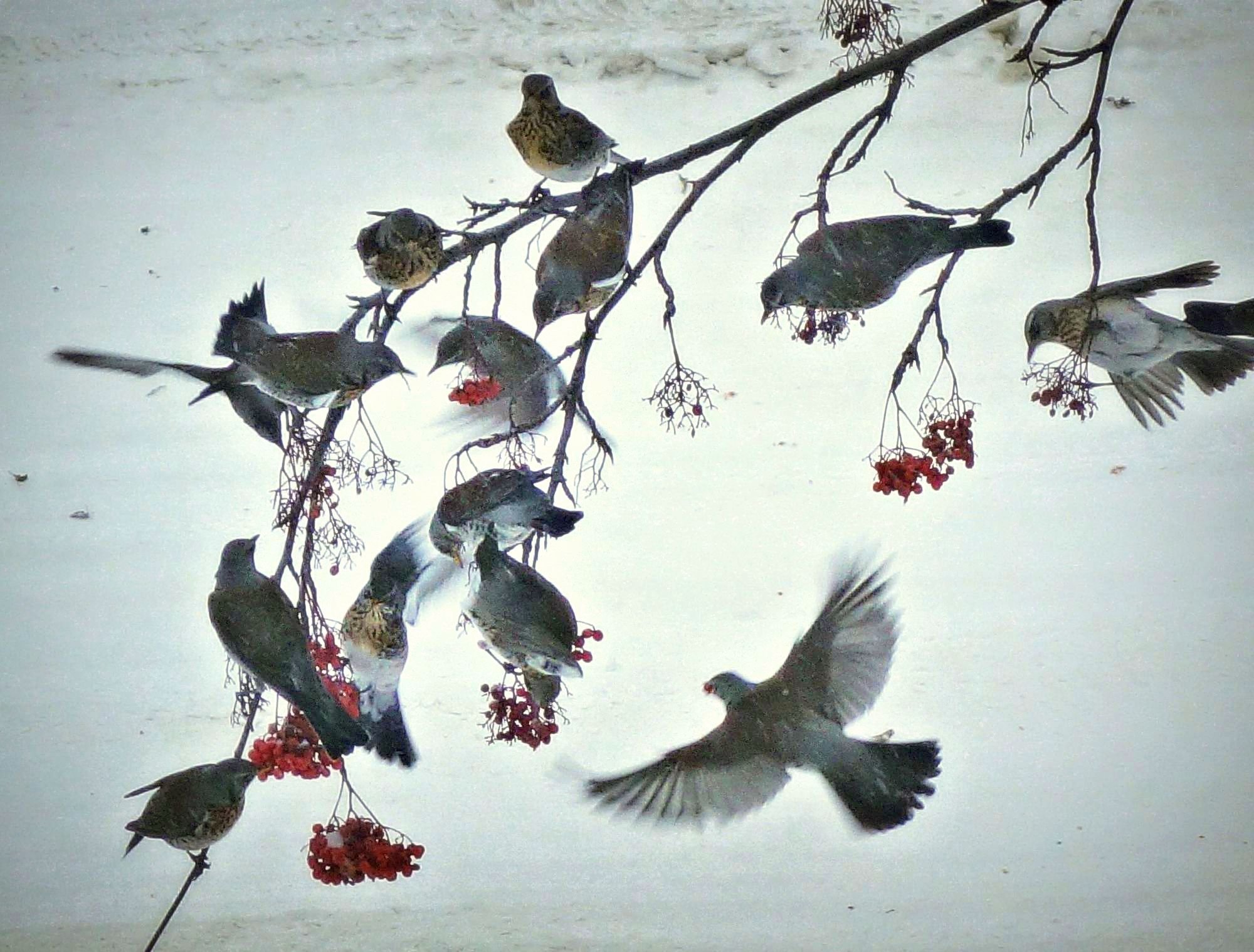Стаи птиц зимой. Дрозд рябинник стая зимой. Стая Дроздов Рябинников зимой. Стая зимующих птиц. Птицы летающие стаями зимой.