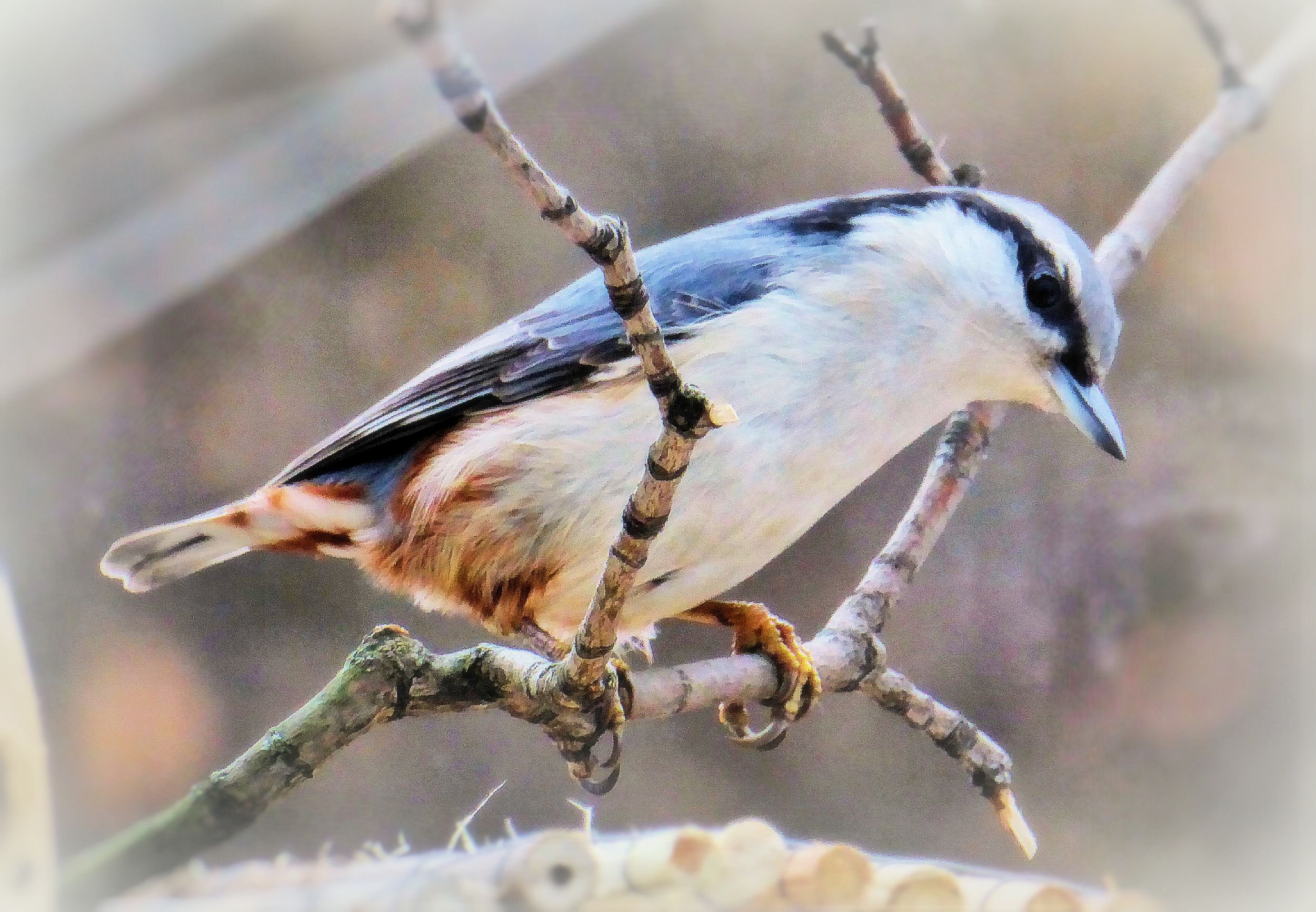 Птицы зимой в Зауралье