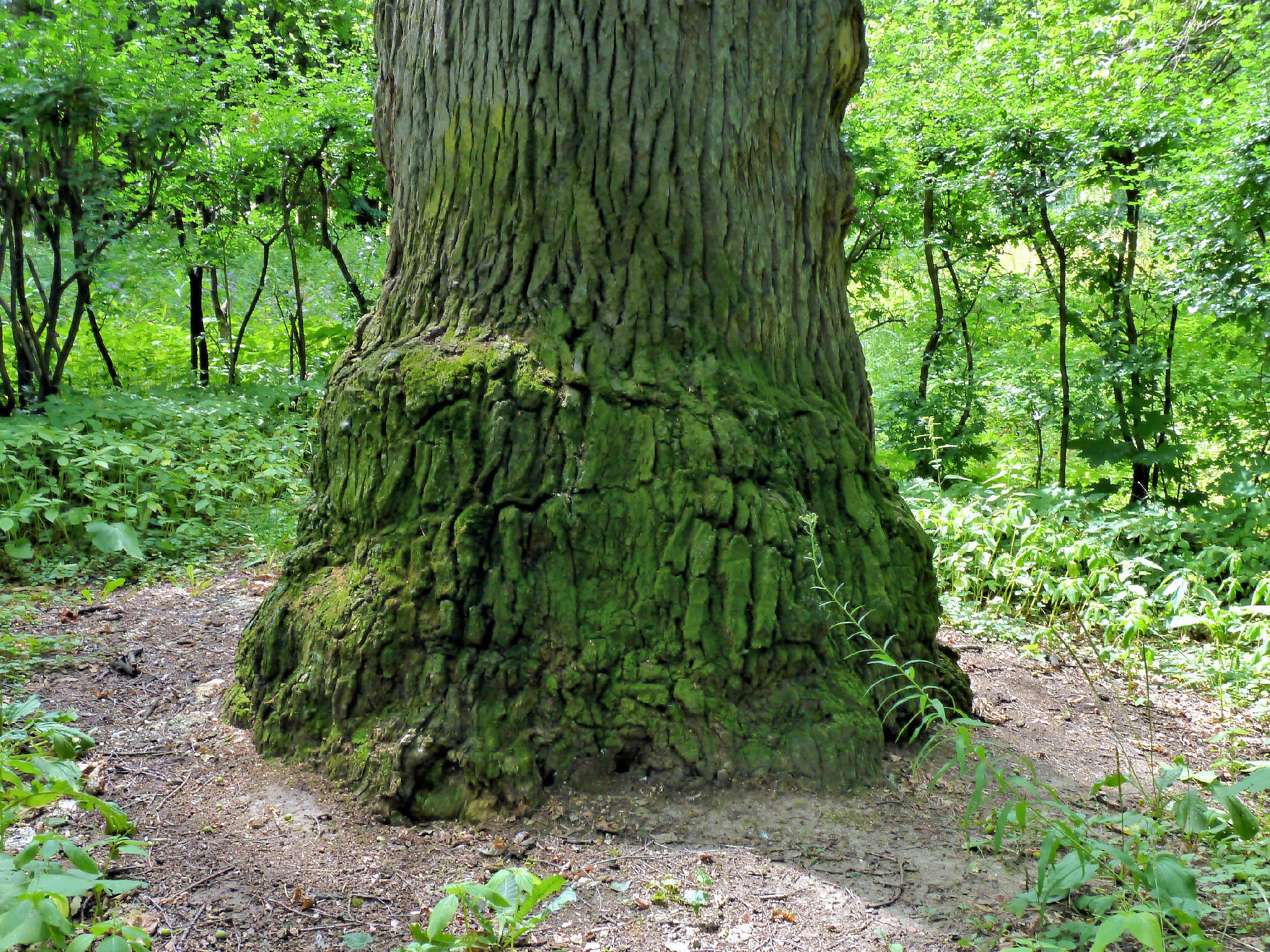основание дуба. красивое дерево. вяз обыкновенный корни. основание дуба. дуб черешчатый (калининградская область).