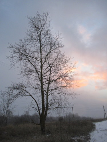 Одинокое деревце на закате...