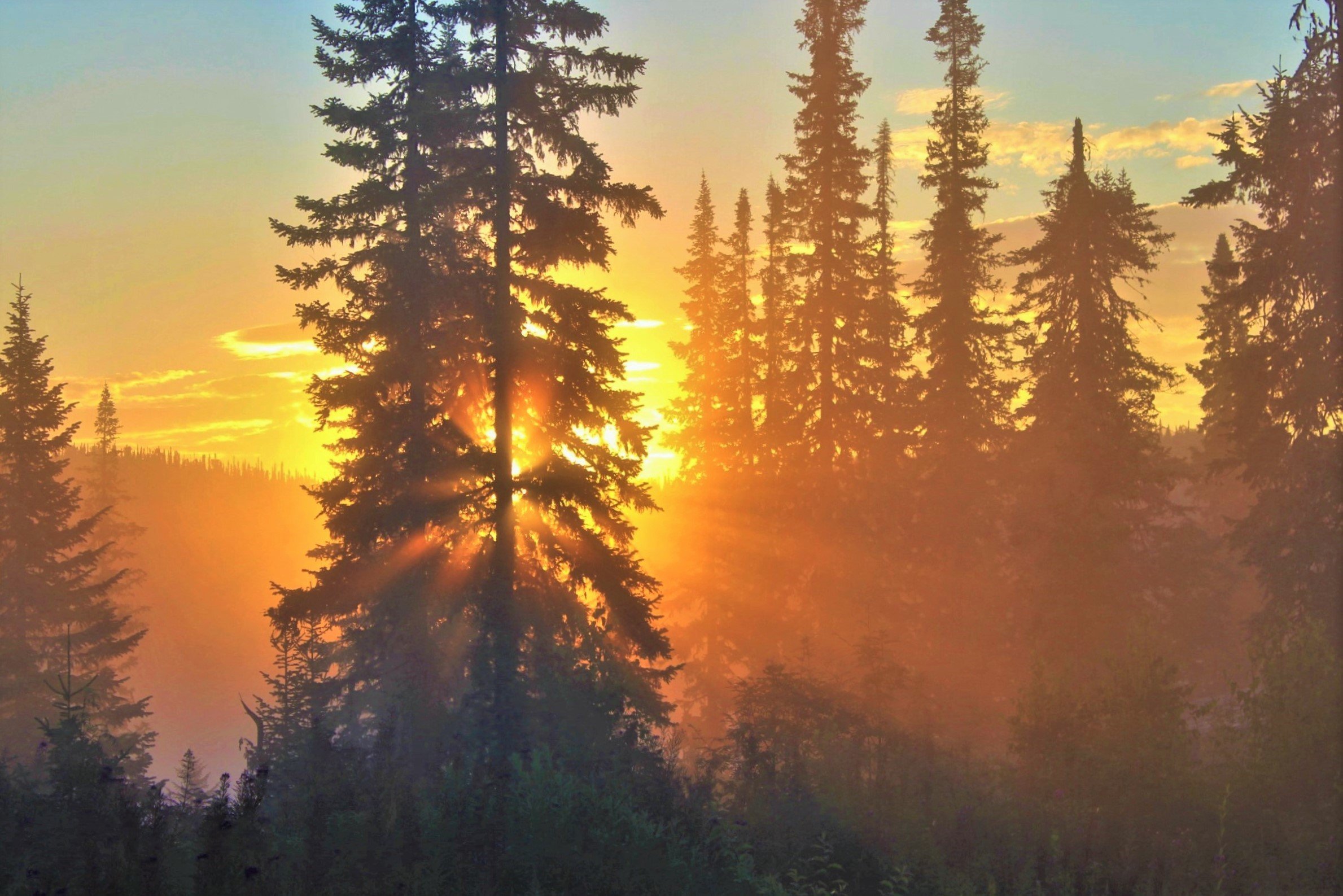 фото восхода солнца в лесу
